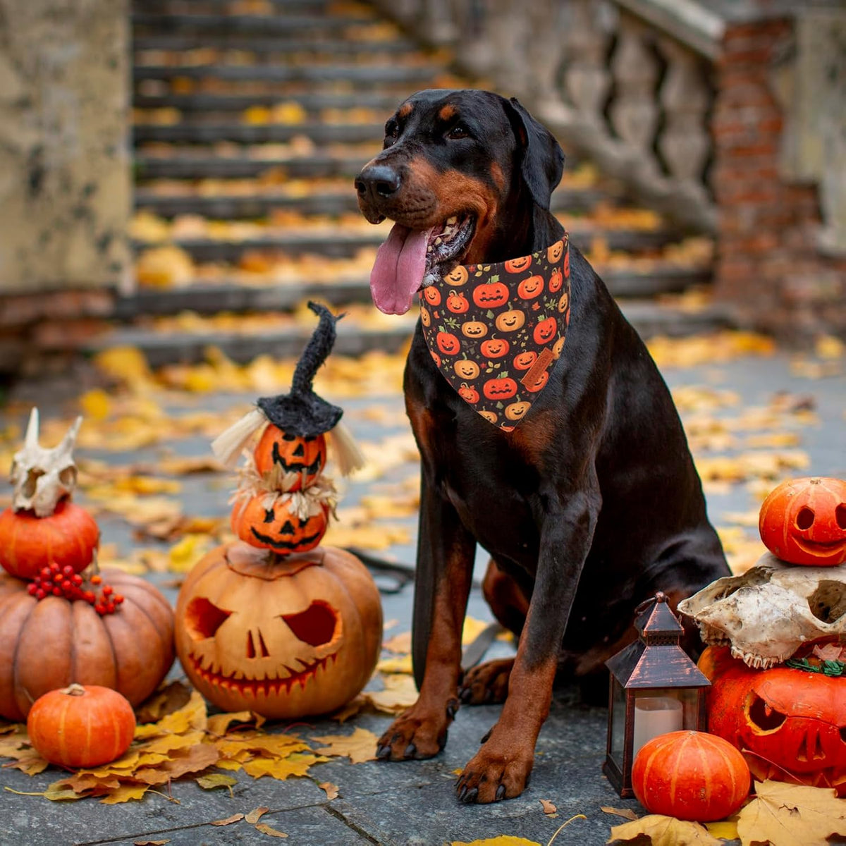 Halloween Dog Bandana, Skeleton Pumpkin Halloween Scarf, X-Large